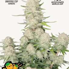 APRICOT Auto